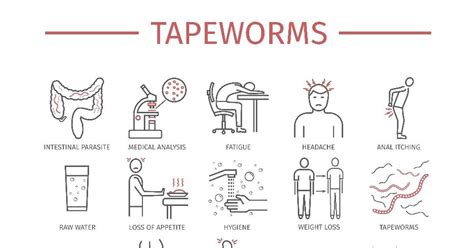 Everything You Need To Know About Tapeworm Infections Facty Health