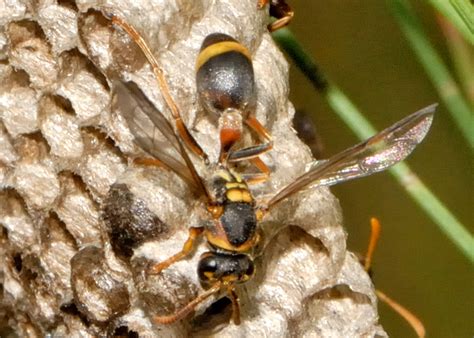Disc Nest Brown Paper Wasp Ropalidia Gregaria