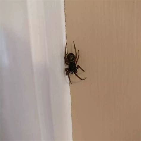 List 96 Pictures Pictures Of A Black Widow Bite Excellent