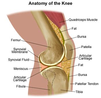 When tendons become inflamed, irritated or suffer microscopic tears, the condition is called tendonitis. Knee Muscles Tendons