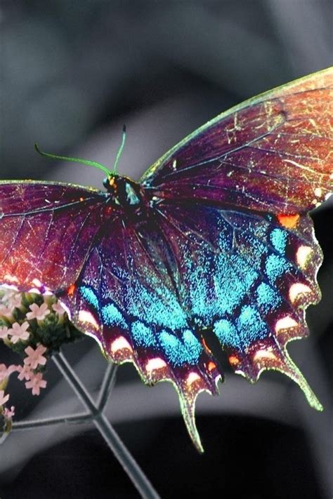 Wallpaper Beautiful Colorful Butterfly 1920x1080 Full Hd 2k Picture Image
