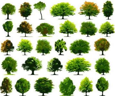Free Trees For Photoshop Images Cut Out Trees Photoshop Photoshop Trees Free Download And