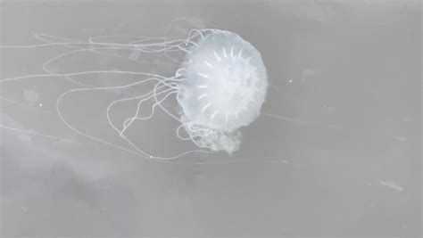 Video Unusually Large Jellyfish Turn Up In Local Waters Chesapeake