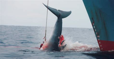 Japan To Resume Commercial Whaling After Iwc Withdrawal New Straits Times