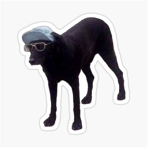 Dog With Sunglasses And Hat Meme Ubicaciondepersonascdmxgobmx