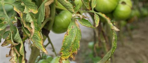 23 Common Tomato Plant Problems And How To Fix Them