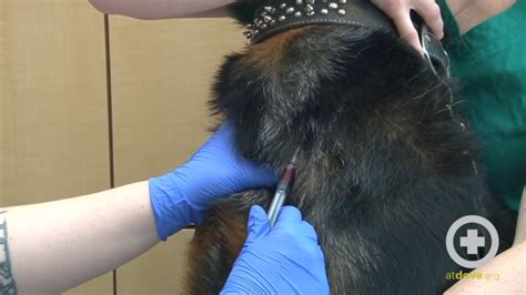 How To Do A Canine Jugular Venipuncture Youtube