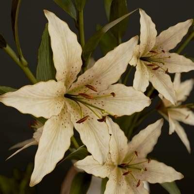 Lilies Bouquet