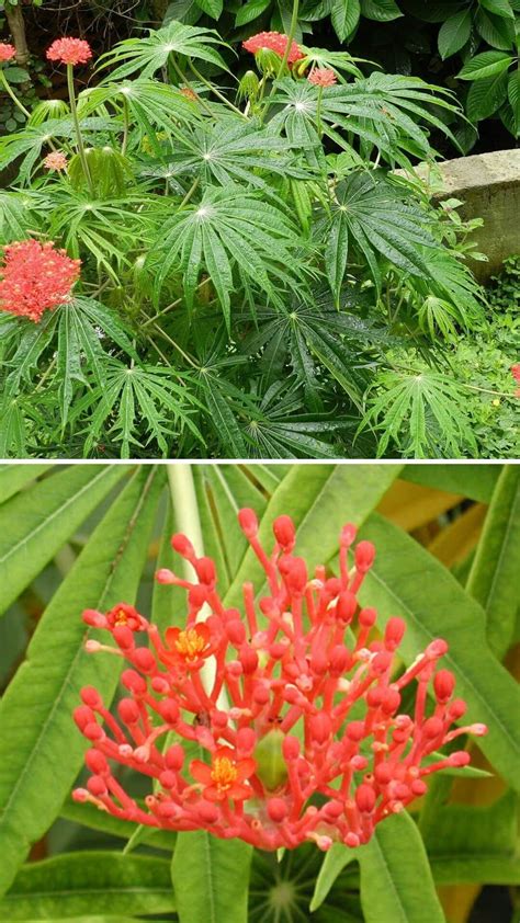 7 Best Plants That Look Like Weed Completely Legal Diy