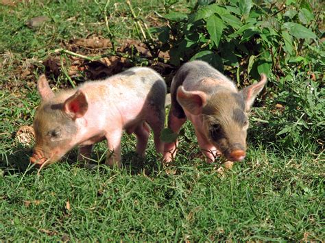 Two Piglets Two Piglets Running Around On A Farm In Vinale