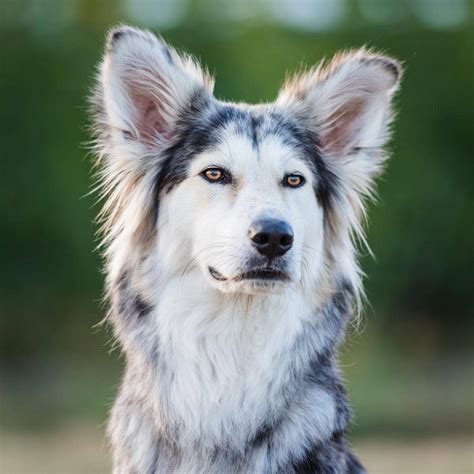 Border Collie Husky Mix The Perfect Blend Metawoofs