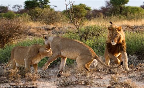 Lioness Shows Her Male Partner Whos Boss When She Spots A Rival