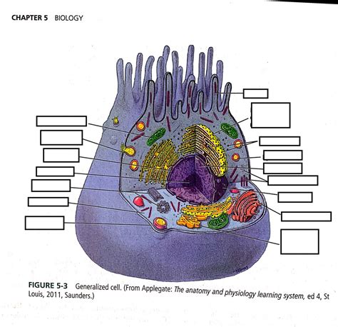 Anatomy Of A Generalized Cell Anatomy Book