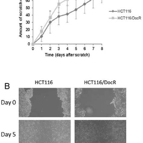 cell viability of ht29 and hct116 cells using the mtt assay cell download scientific diagram