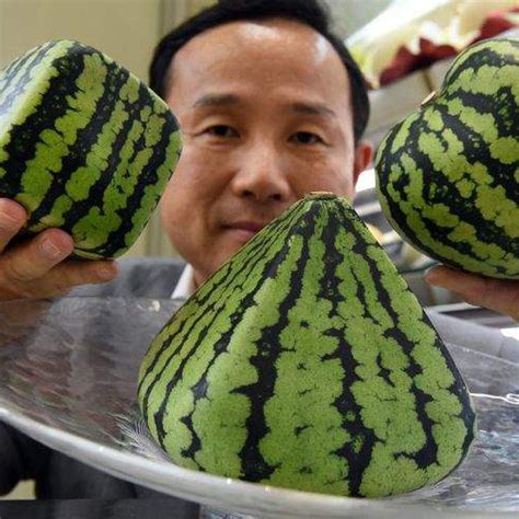 Square Watermelons And Other Misconceptions About Gmos