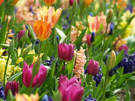 Flowers Spring Tulip Free Photo On Pixabay