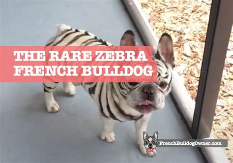 Download files and build them with your 3d printer, laser cutter, or cnc. Zebra French Bulldog for Sale: Buy a Tiger Striped Frenchie