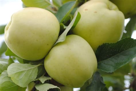 Apple Varieties — Davison Orchards