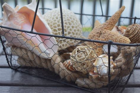 7 Creative Ways To Display Seashells Living Porpoisefully