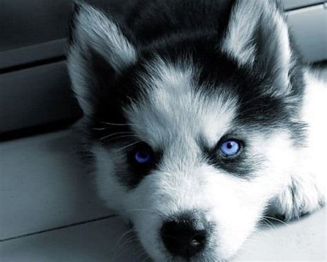 Download puppies husky images and photos. 40 Cute Siberian Husky Puppies Pictures - Tail and Fur