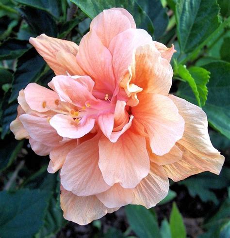 The stamens are the male part whereas the carpels are the female part of the flower. Coral double hibiscus double female version and single are ...