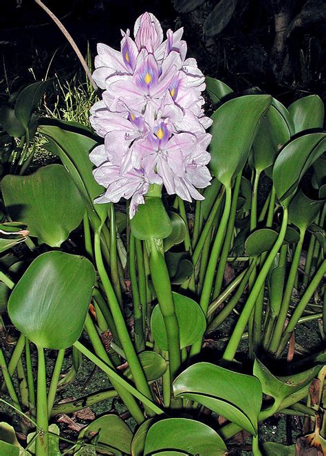 Eichhornia crassipes (common water-hyacinth): Go Botany