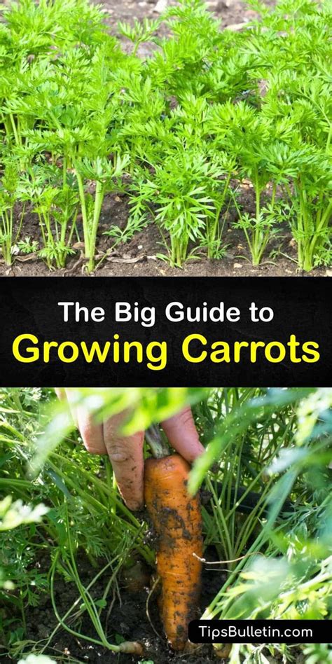 The Big Guide To Growing Carrots In 2023 How To Plant Carrots