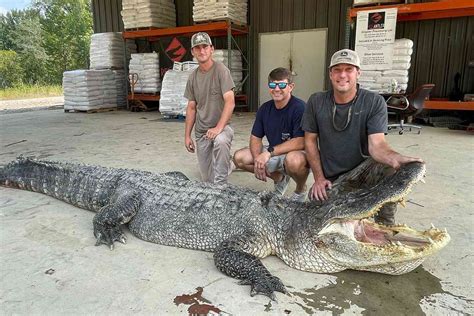 Record 14 Foot Long Over 800 Lb Alligator Found In Mississippi