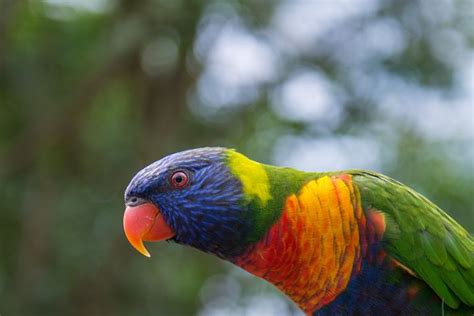 2 000 Free Tropical Birds Bird Images Pixabay