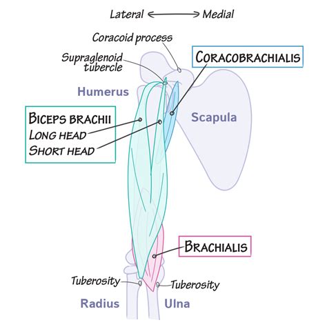 Gross Anatomy Glossary Arm Anterior Compartment Draw It To Know It