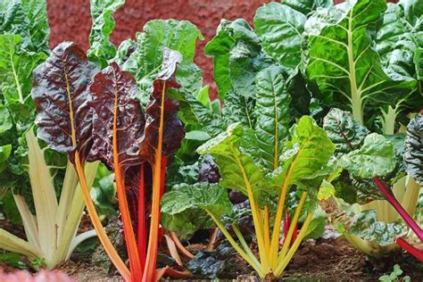9 Of The Best Chard Varieties To Grow Gardeners Path