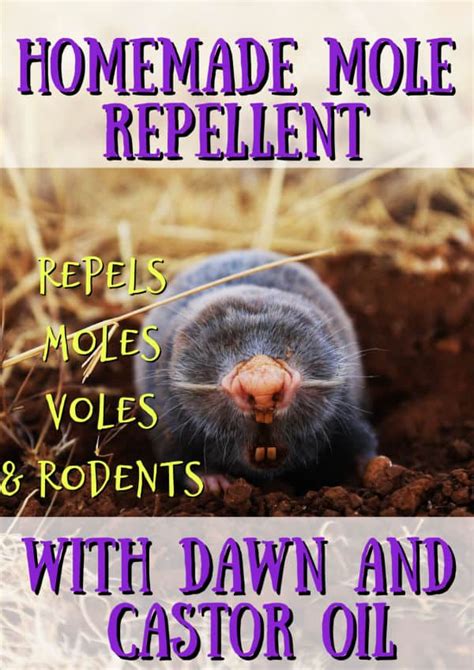 Applying iodine to the mole to kill the cells inside. How to Get Rid of Ground Moles with Dawn Soap - Crafty ...