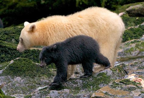 Kermode Bear Wallpapers Animal Hq Kermode Bear Pictures 4k