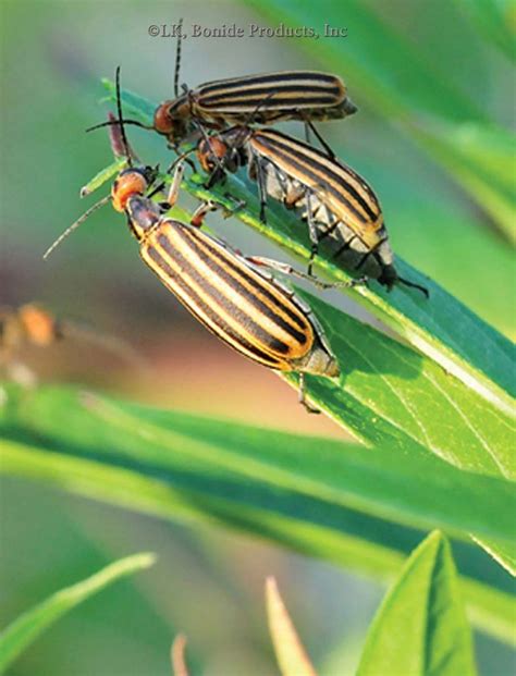 Blister Beetles Bonide