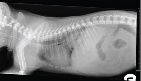 Congenital Oesophageal Hiatal Hernia In A Pug Springerlink