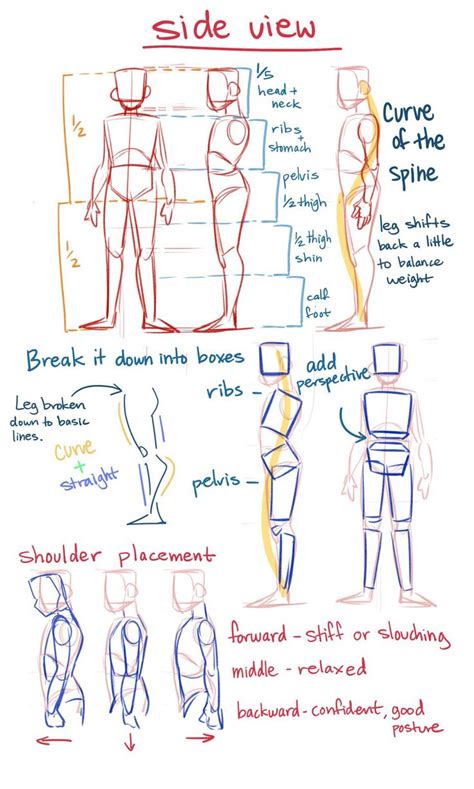 Art Tips Refs Techniques On Twitter Anatomy Art Anatomy Reference