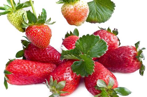Ripening Strawberry Stock Photo Image Of Fruit Strawberry 10930112