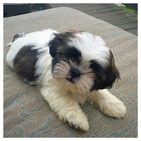 Shih Tzu Puppy Looks Just My Little Missy May She Rest In Peace
