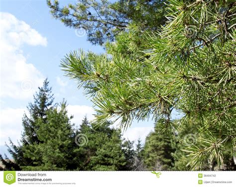 Branch Of Pine Treepinus Sylvestris Stock Photo Image Of Branchy