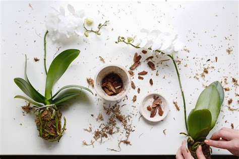 A Diy Guide To Repotting An Orchid Step By Step Including How To Know