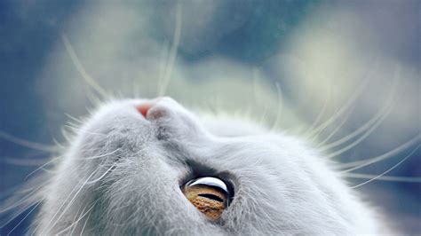 754311 4k 5k Cats Whiskers Rare Gallery Hd Wallpapers