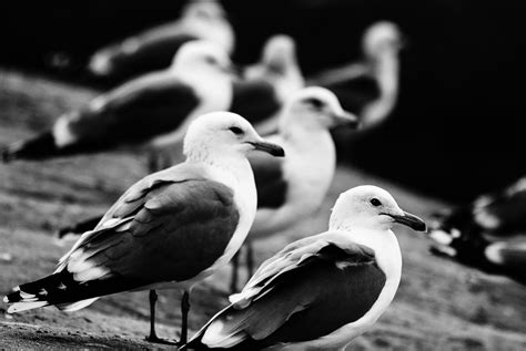 Wallpaper Seaside Cliff Ocean Seagulls 3872x2592 813479 Hd