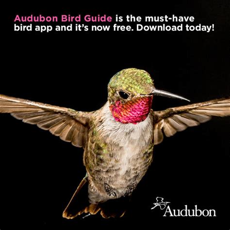 Audubon Bird Guide App Now Free Richardson Bay Audubon Center