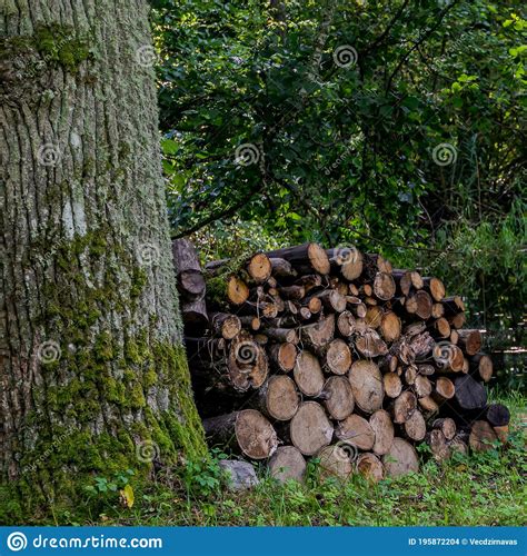 Small Piled Logs Against A Tree Deep In The Forest Stock Photo Image