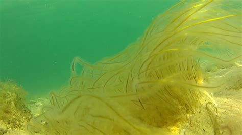 Glowing Seaweed Underwater Stock Footage Sbv 301034902 Storyblocks