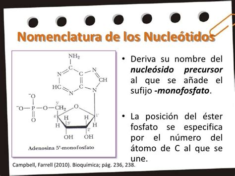 ácidos Nucleicos