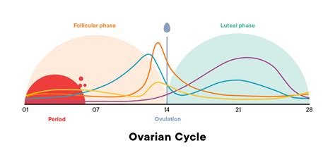 The Menstrual Cycle Phases Of Your Cycle