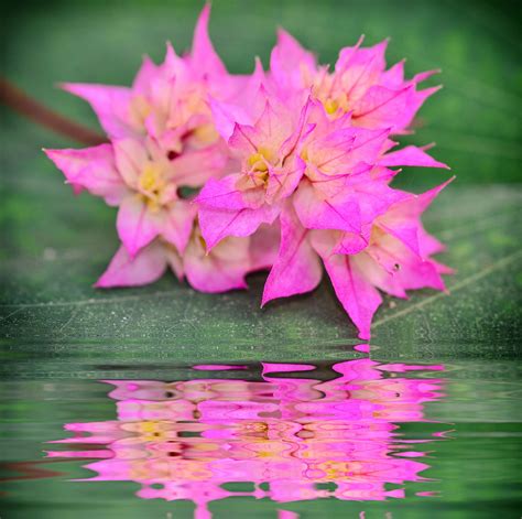 Tropical rainforests are rich habitats for plants. Rainforest Biome - Tropical Rainforest Plants - Gardenerdy
