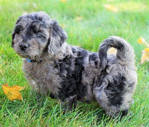 Mini Goldendoodle Blue Merle For Sale Loudenville Oh Male Royal Ac Puppies Llc