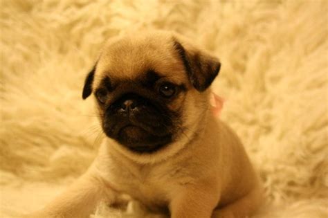 125 Best Images About Pugs On Pinterest